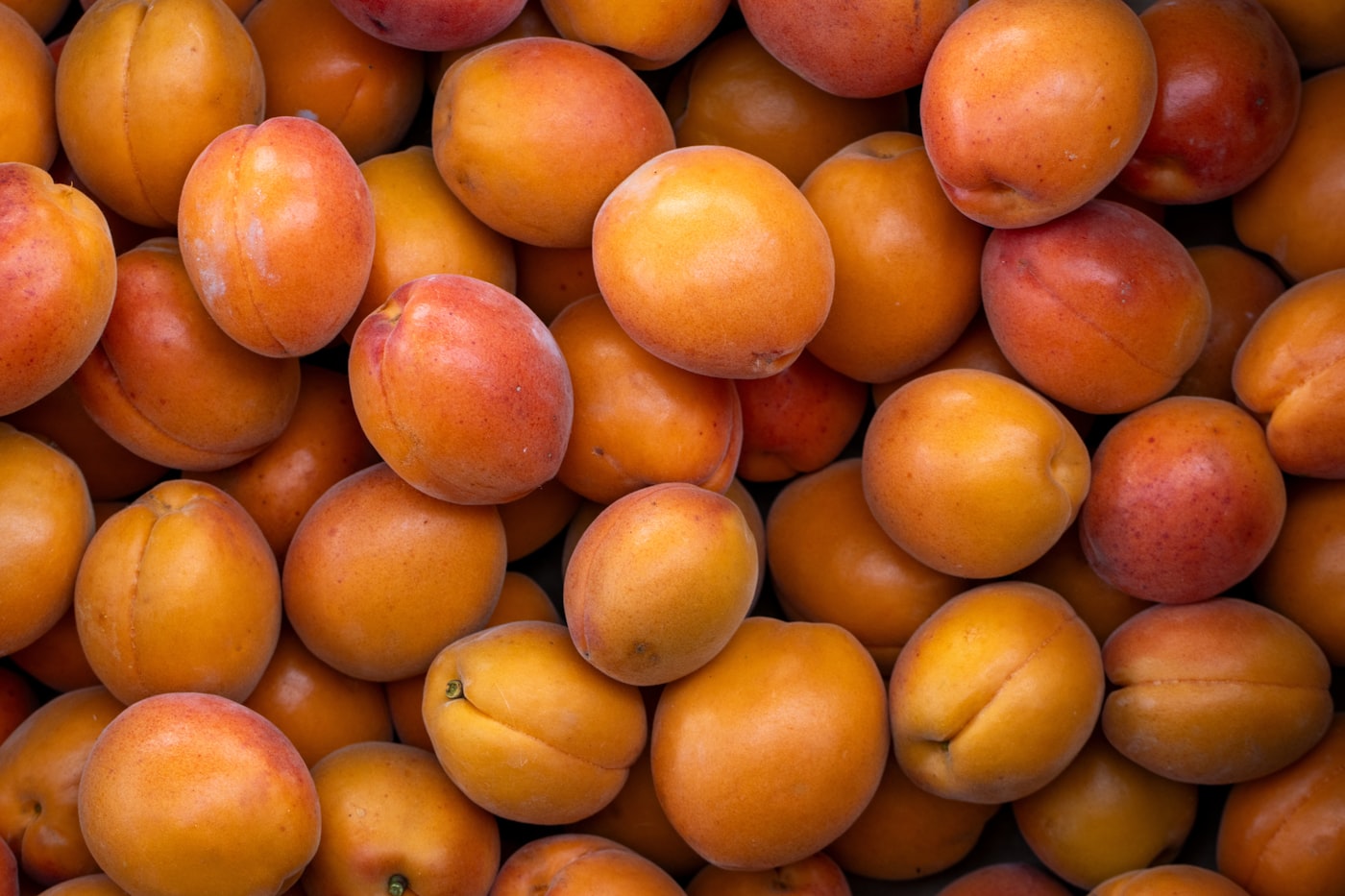 Fresh apricots