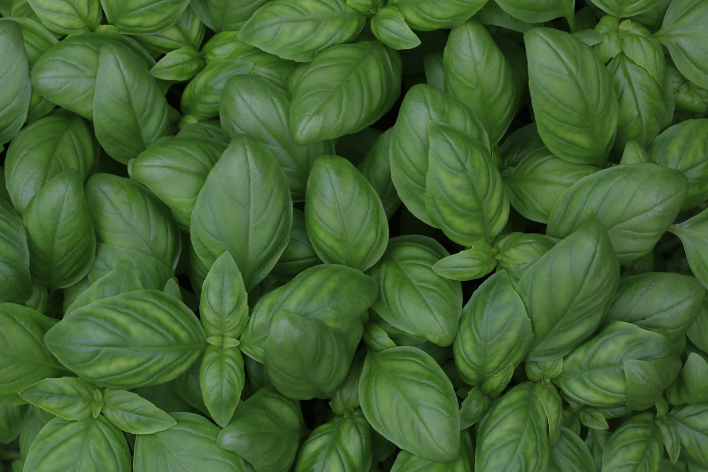 Fresh herbs