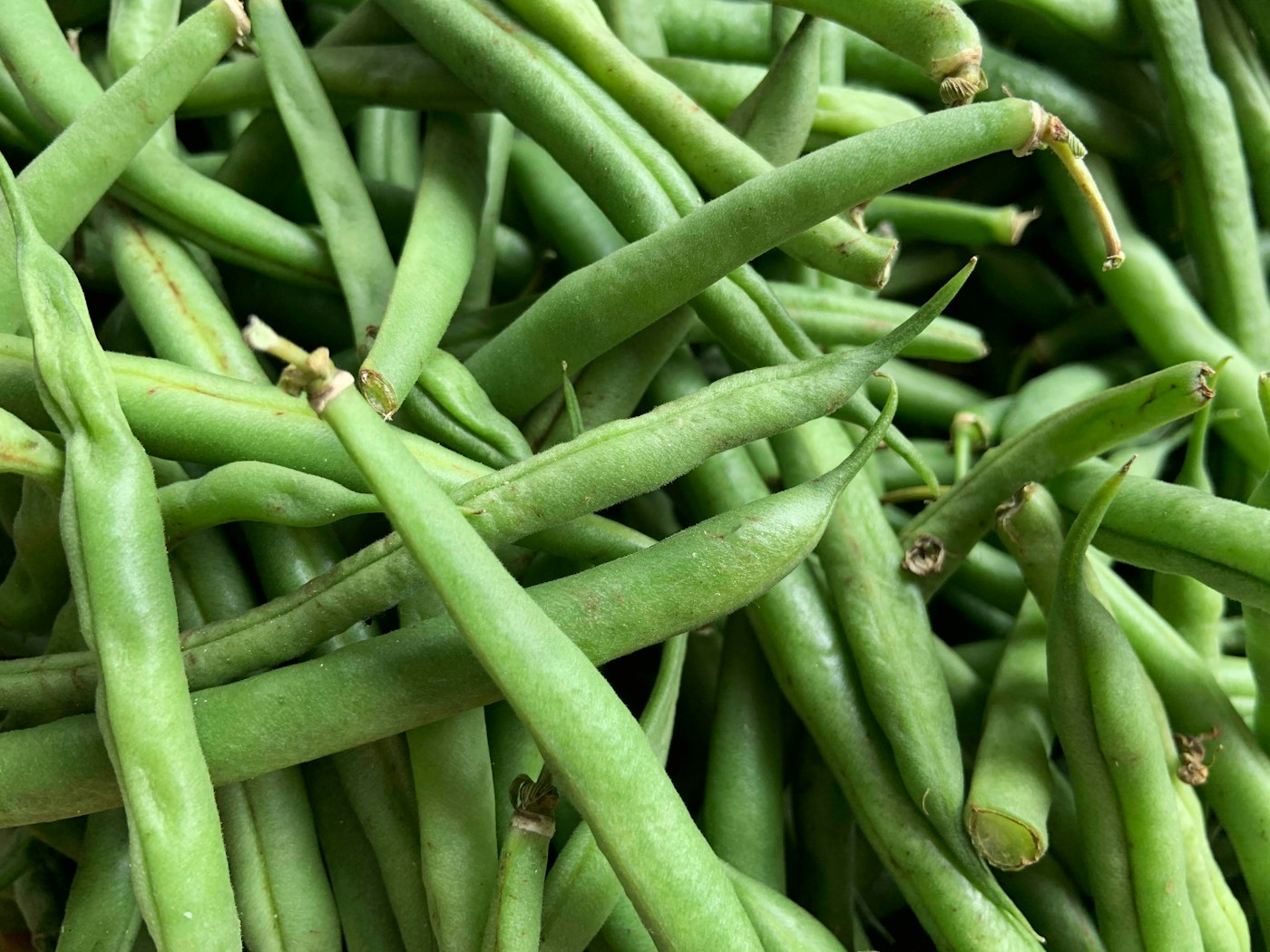 Fresh green beans