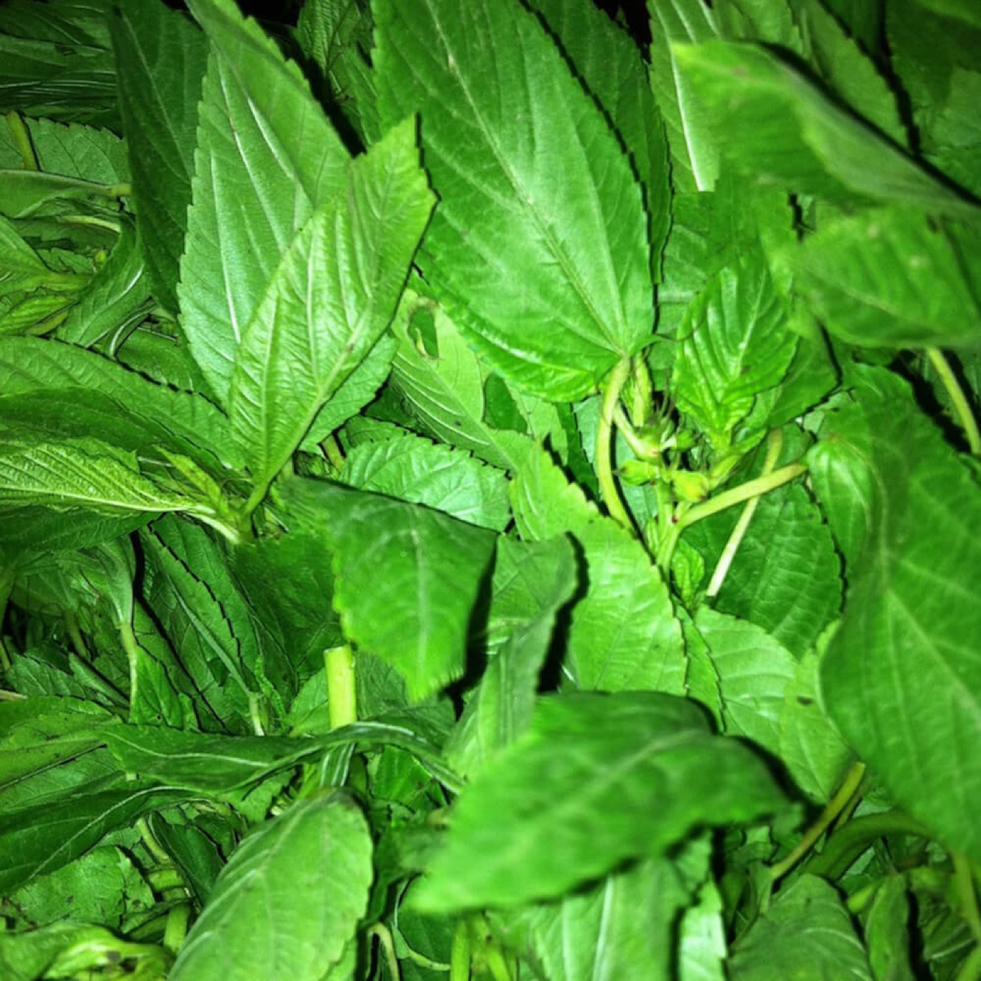 Molokhia leaves